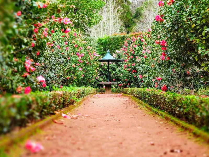 Garden path lined with flowering beds and trimmed shrubs