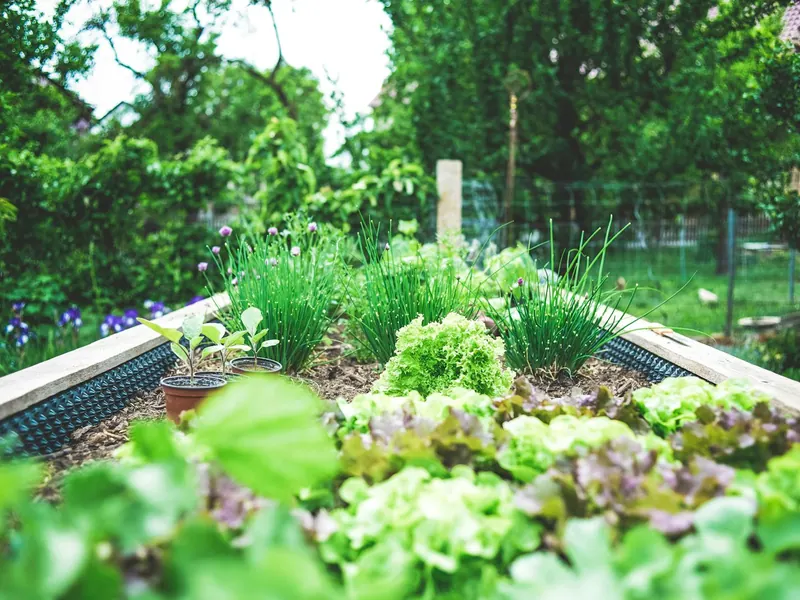 Lush green planting beds freshly installed in a backyard